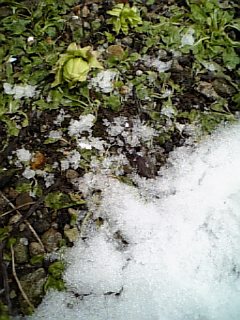 http://www.fukukomachi.com/blog/photo/090402_102527.jpg
