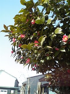 http://www.fukukomachi.com/blog/photo/090406_091753.jpg