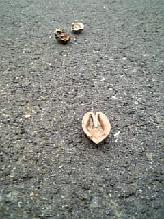 http://www.fukukomachi.com/blog/photo/090420_140951.jpg