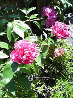 http://www.fukukomachi.com/blog/photo/090602_124243.jpg