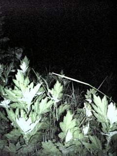 http://www.fukukomachi.com/blog/photo/090705_202003.jpg