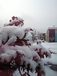 http://www.fukukomachi.com/blog/photo/100318_090830.jpg