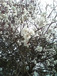 http://www.fukukomachi.com/blog/photo/100430_130741.jpg