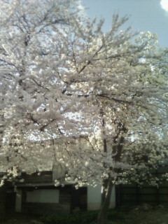 http://www.fukukomachi.com/blog/photo/200904171653000.jpg