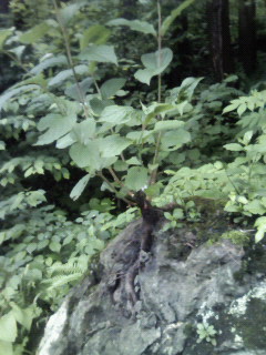 http://www.fukukomachi.com/blog/photo/200906071130000.jpg