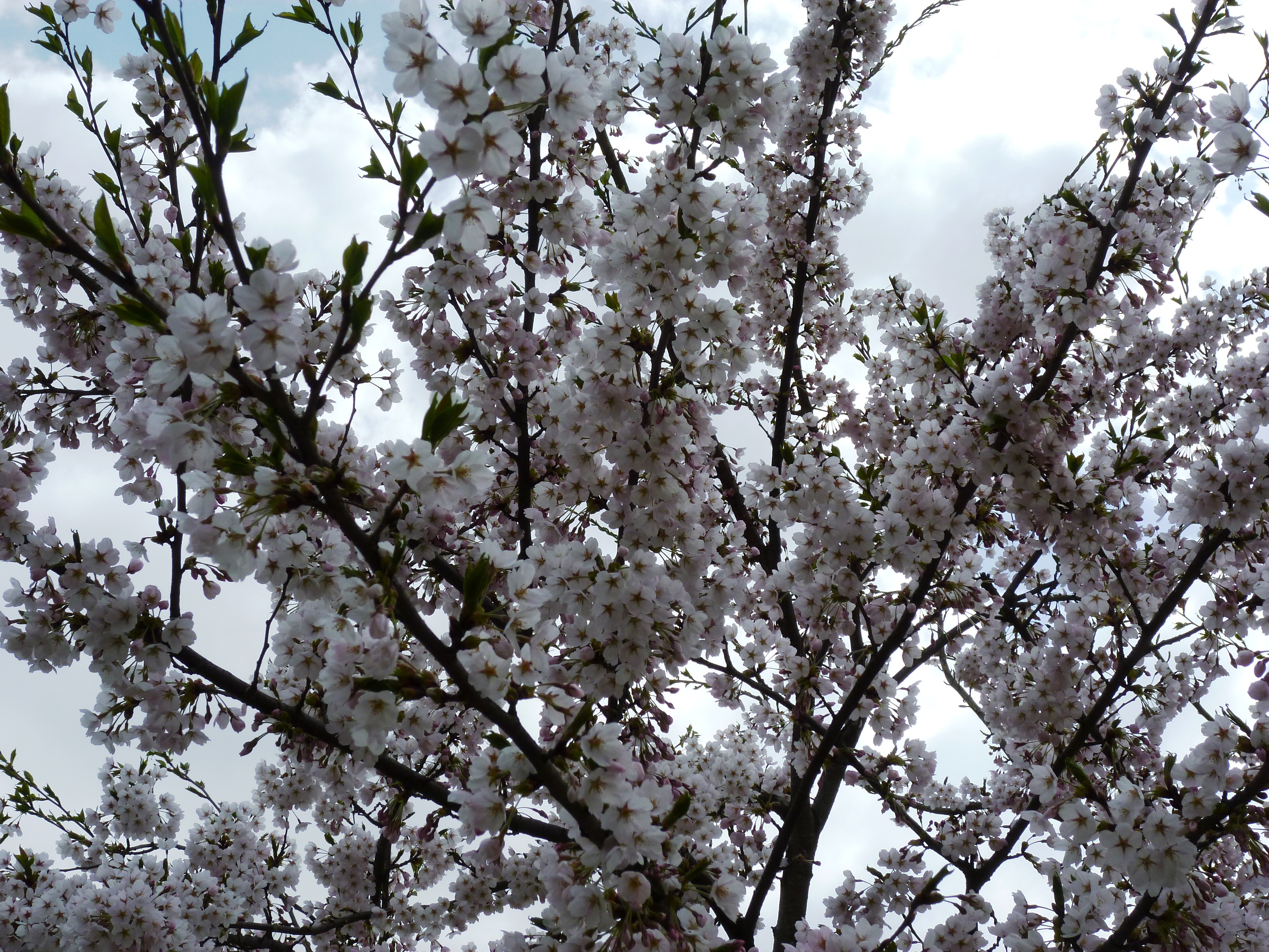 http://www.fukukomachi.com/blog/photo/20110509%20001.jpg