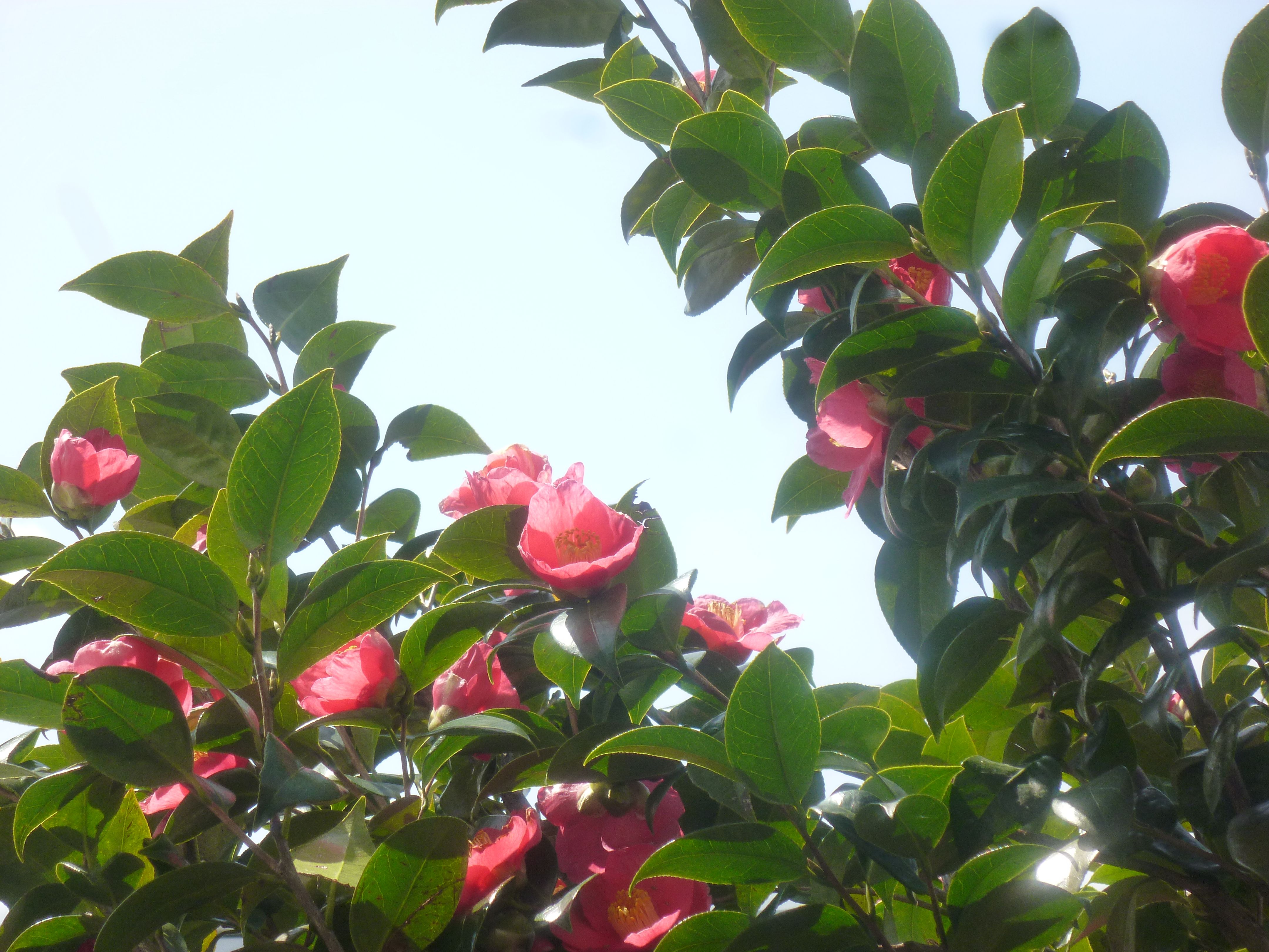 http://www.fukukomachi.com/blog/photo/20120425%20004.jpg
