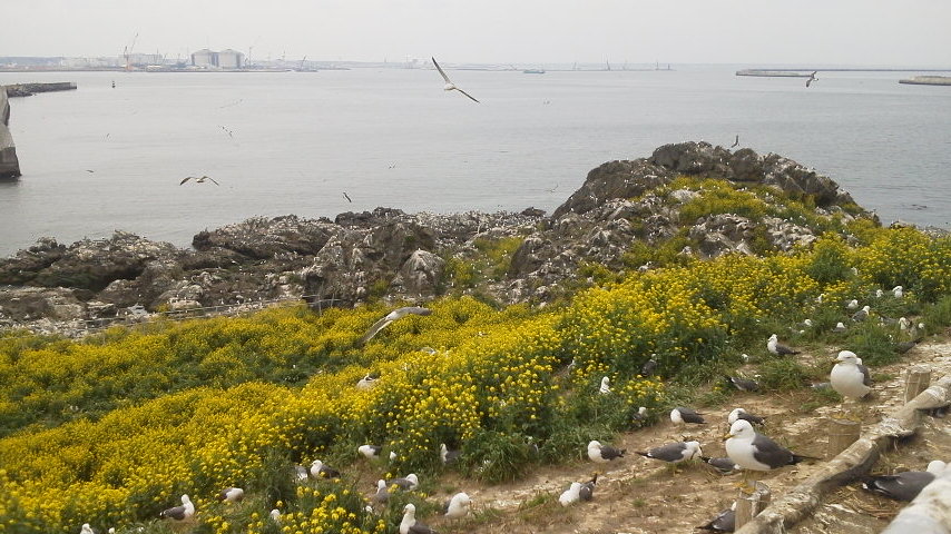 http://www.fukukomachi.com/blog/photo/2013052912120000.jpg