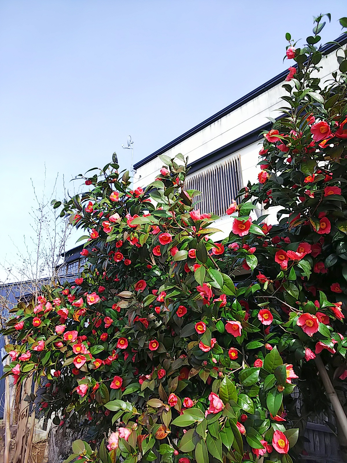 http://www.fukukomachi.com/blog/photo/C360_2018-04-17-14-42-21-293.jpg