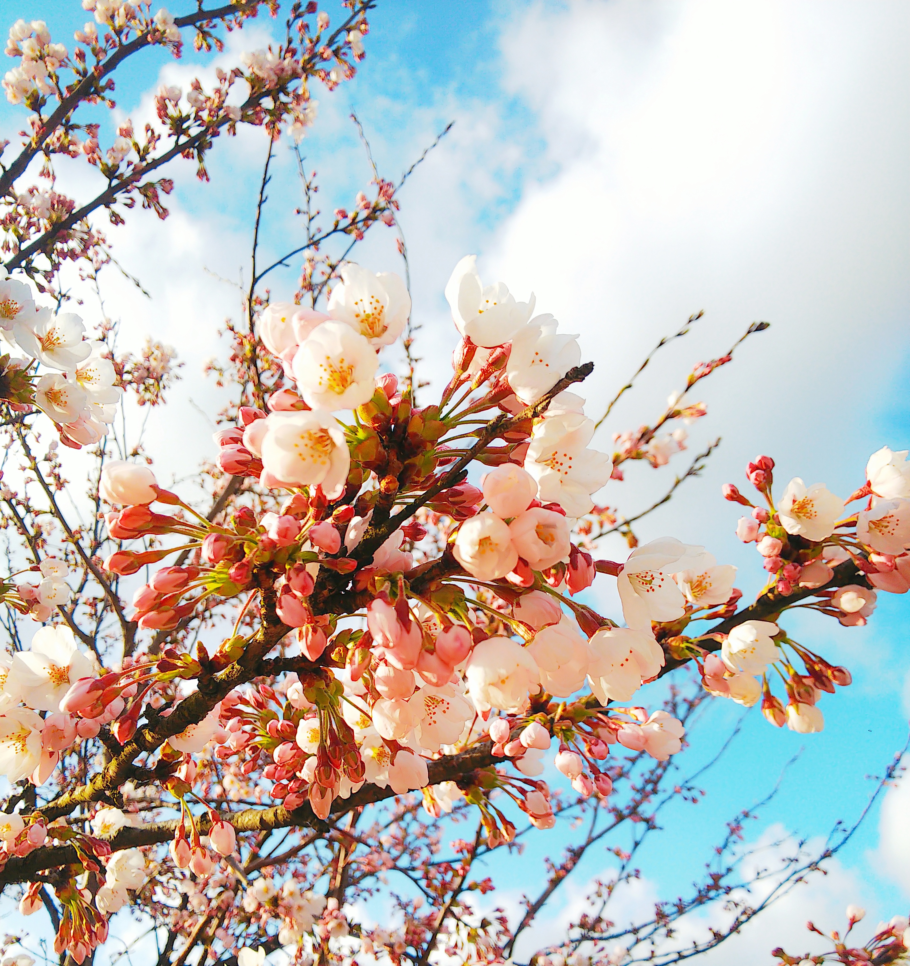 http://www.fukukomachi.com/blog/photo/C360_2020-04-16-00-09-43-870.jpg