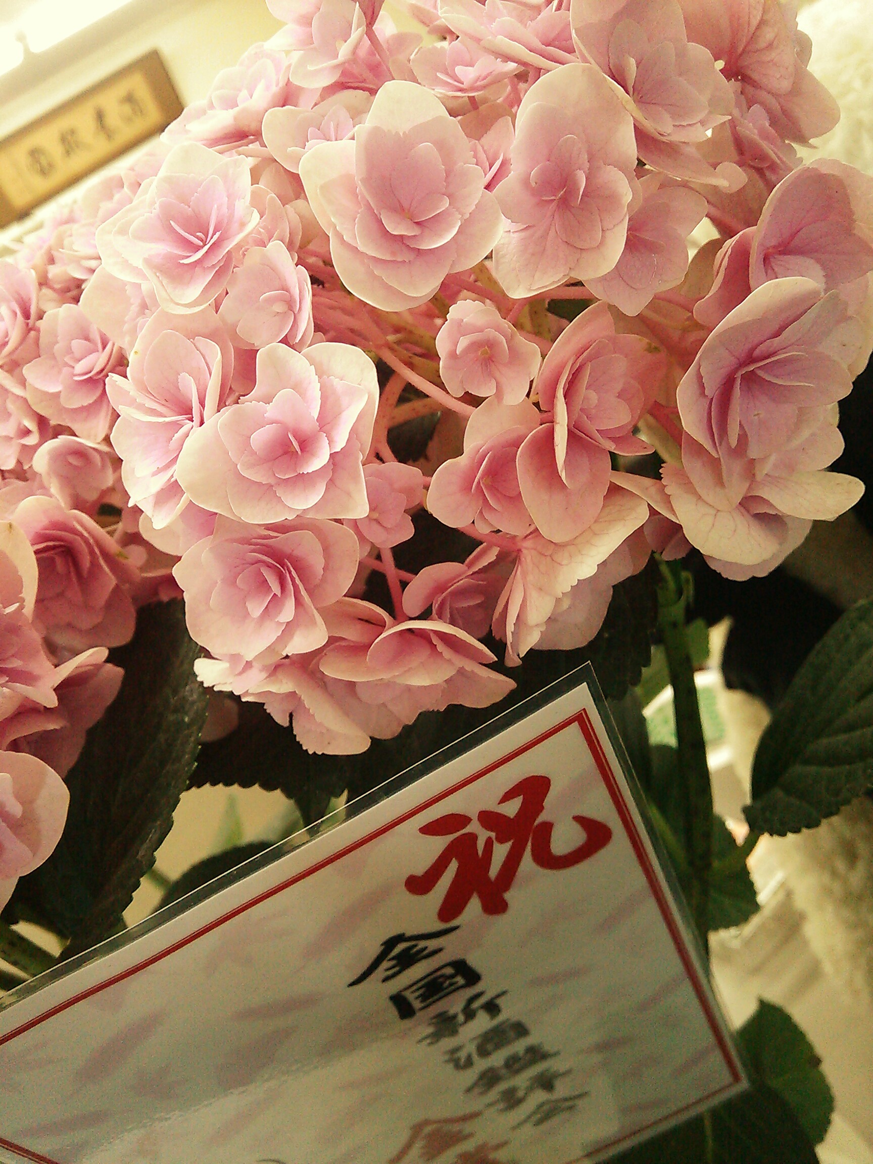 http://www.fukukomachi.com/blog/photo/DSC_3669~2.jpg