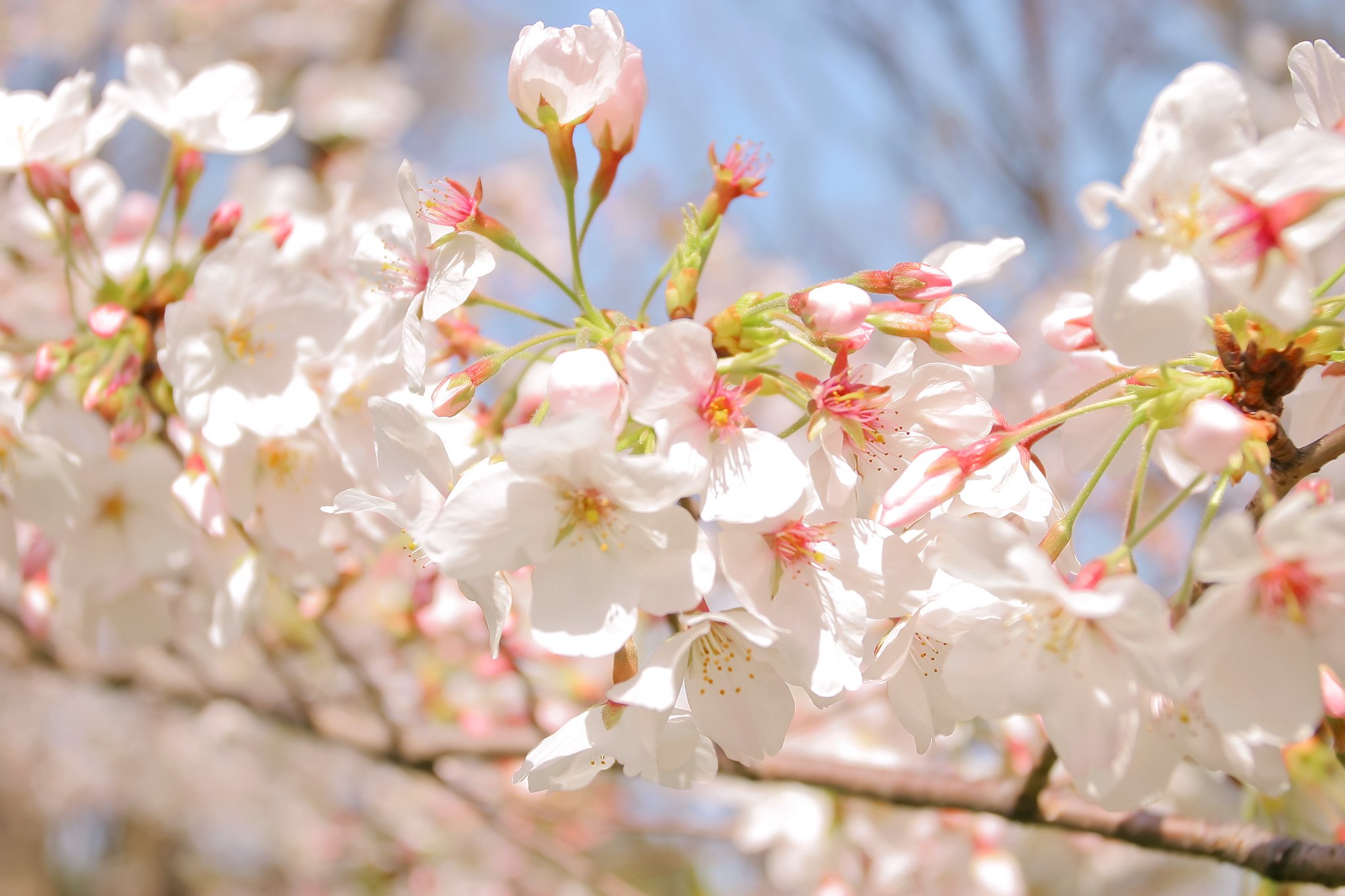http://www.fukukomachi.com/blog/photo/xcherry-blossom_00034_jpg_pagespeed_ic_Z2YD9ceC-h.jpg